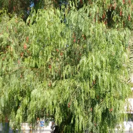Al Pepe Rosa Di Borghetto