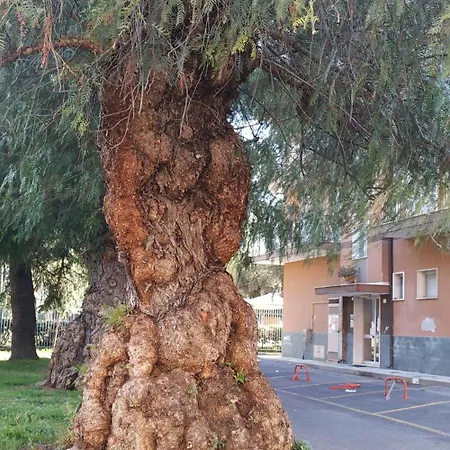 Al Pepe Rosa Di Borghetto *