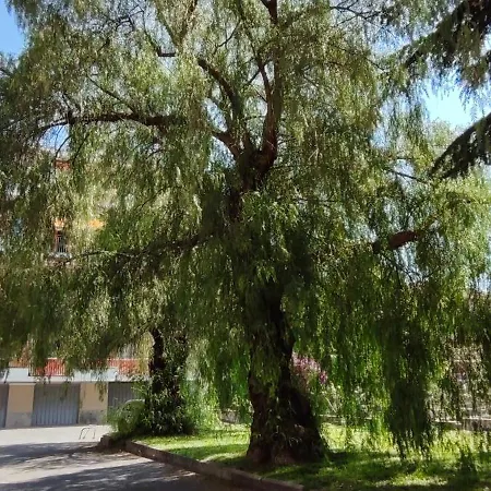 Al Pepe Rosa Di Borghetto *